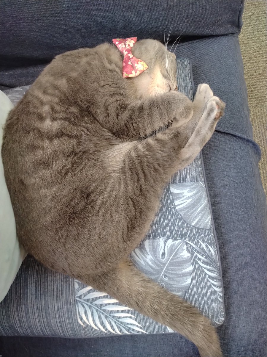 minamijujiza's tweet image. 會津めごねこにゃう。
残り時間10分切ってる
#会津若松市
#猫カフェ
#會津めごねこ
#猫
#cat
#ねこ好きさんと繋がりたい