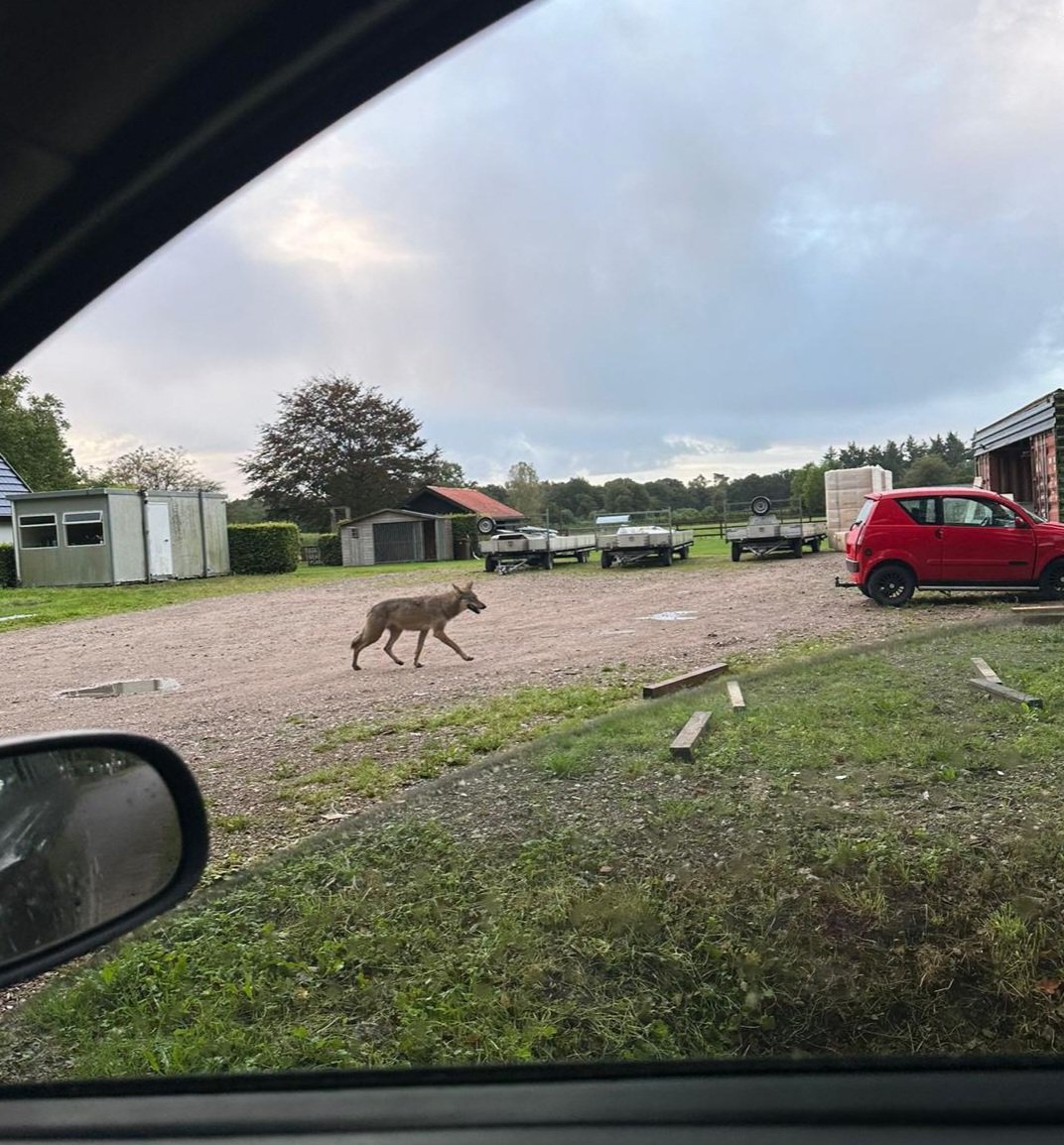 Vanmorgen 8 uur, Roekelseweg in Wekerom, molt even de pony van de kinderen achter het huis en loopt doodleuk relaxed het erf af.