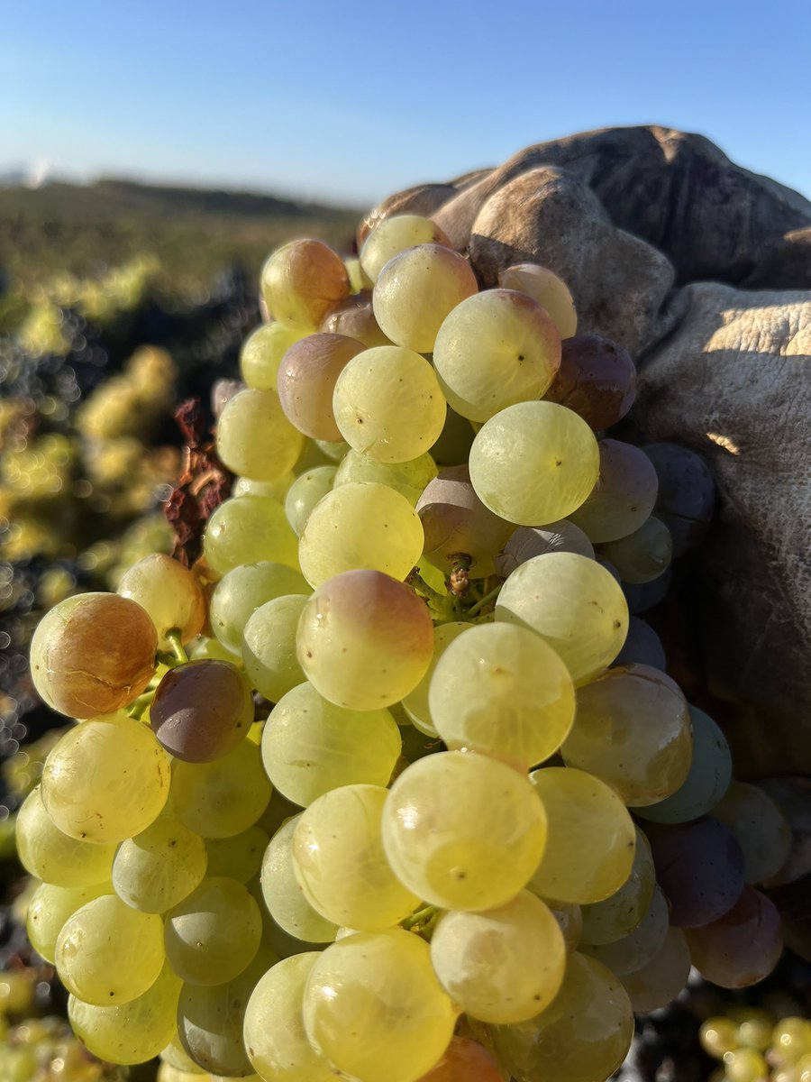 La botrytis en uva tinta no se ve hasta que no está muy avanzada, pero mucho antes está infectada como vemos en la blanca, con una mesa de selección sin saber que la cepa está infectada no la pillas