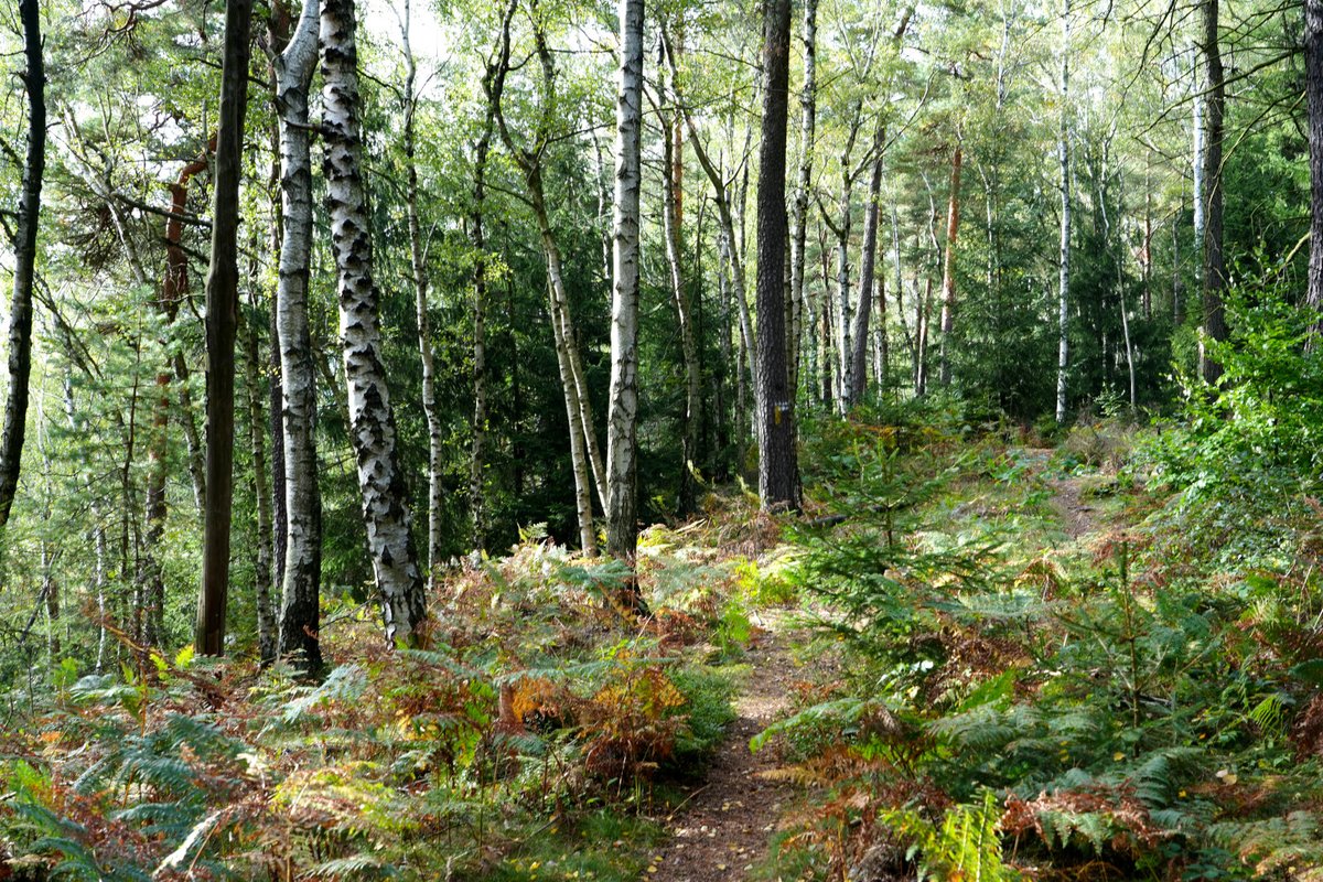 Forstler1's tweet photo. Der #Forststeig Elbsandstein führt zwischen Grenzweg und Zeisigstein oberhalb der Fichtenwände entlang. An der Fichte in der Bildmitte ist der charakteristische gelbe Strich, der den #Forststeig über die 105 km markiert, zu sehen. https://t.co/XloaCalCdw
