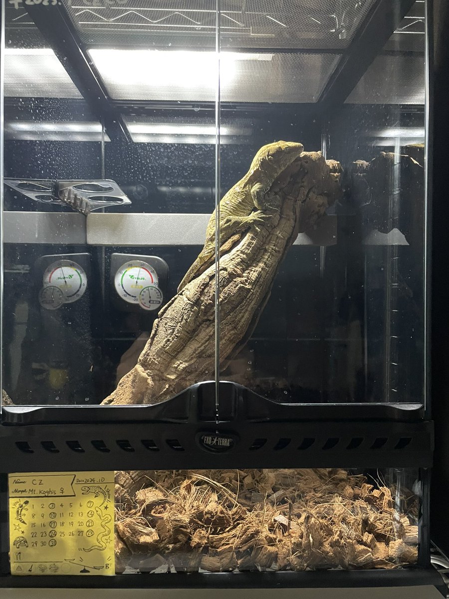 Michis_Gecko's tweet image. クレス棒をジャイゲコに使ってみました☆
#GOLAB
#ジャイアントゲッコー