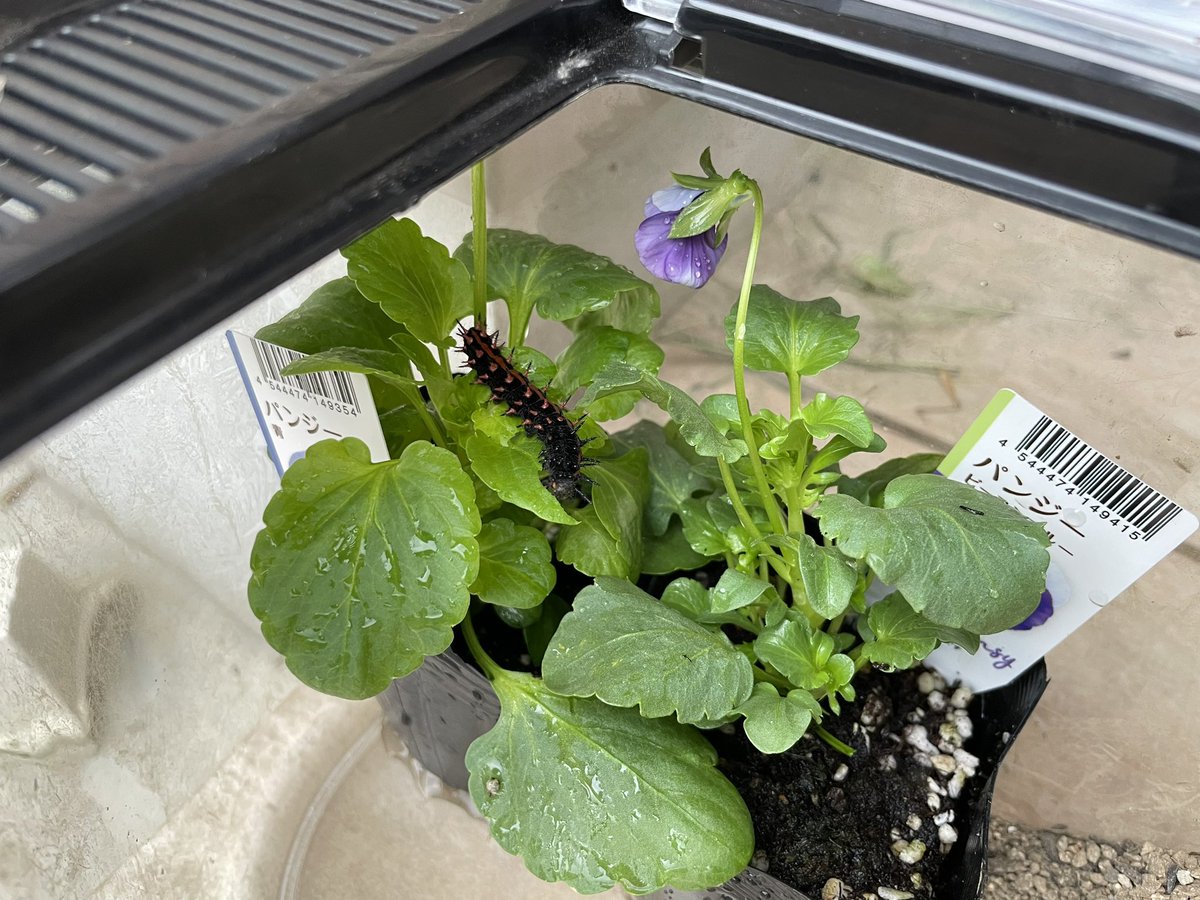 atom_55's tweet image. 遊びに出かけようと自転車こいでたら道路を横切ろうとする幼虫が！！

子ども達、歓喜！

車にひかれちゃう〜🥹
と訴えてくるので、保護したのはいいけど、餌どうしよう…

悩んだ末に、パンジー買ってきました
全部食べてしまいそうな勢い

#ツマグロヒョウモン
#幼虫
#蝶