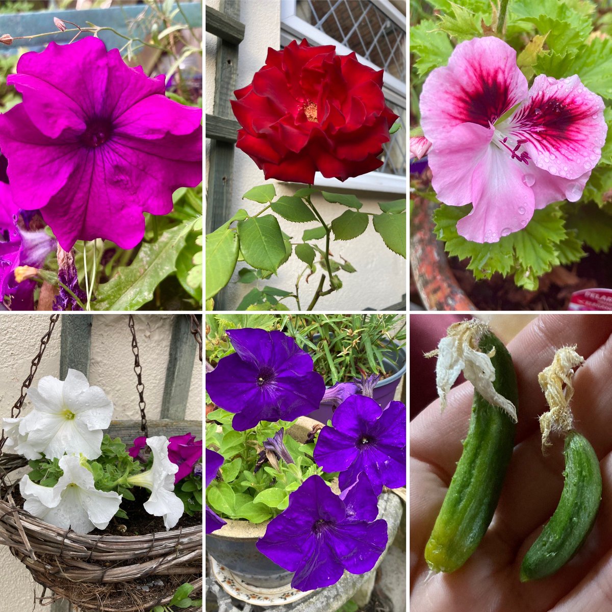barbosavl's tweet photo. Good morning with a selection of blooms and the tiniest cucumbers from my garden during September for the last #SixOnSaturday of the month. Have a fun sunny Saturday and weekend!
#flowers #FlowerPhotography #garden #septemberflowers #SaturdayMotivation https://t.co/lVebQRmLkK