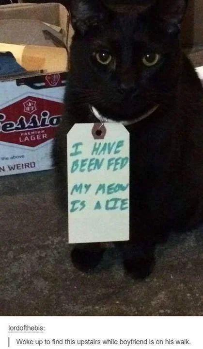 WholesomeMemes (@wholesomememe) on Twitter photo 