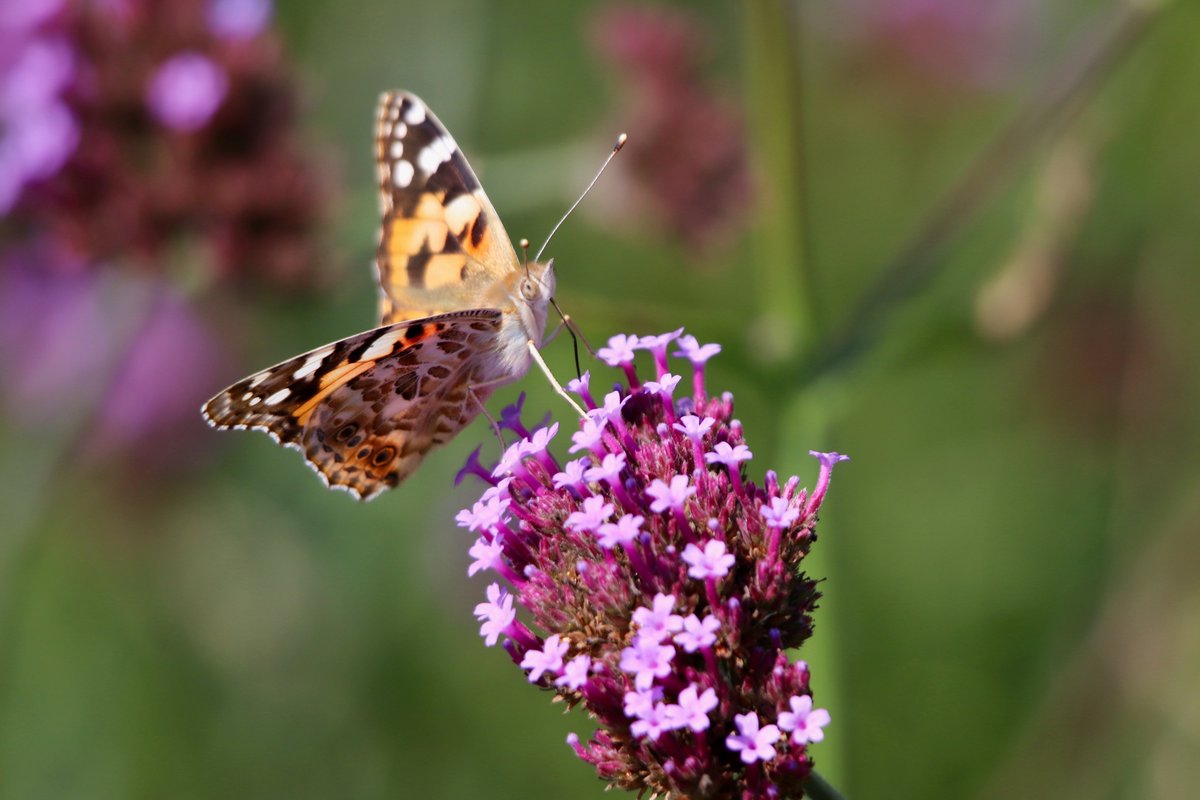 Itineretrip's tweet photo. The Painted Lady butterfly teaches us: beauty is in the transformation. Embrace each stage of life's journey. π¦β¨ #ButterflyInspiration #LifeJourney #EmbraceChange https://t.co/otJX2KvpbK