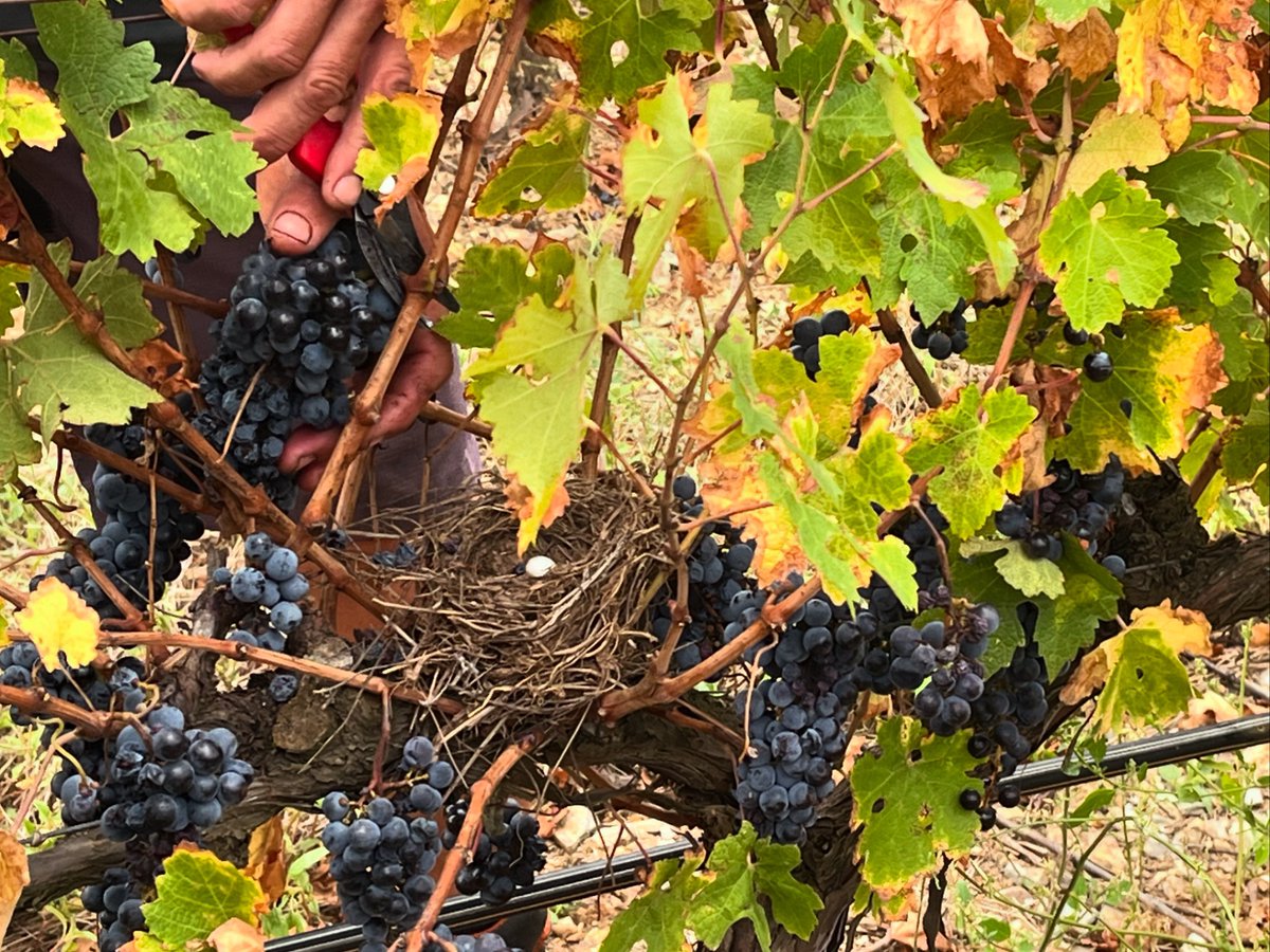 Celler Mas Llunes (@cellermasllunes) on Twitter photo Aquesta setmana hem acabat la verema 2024! Us deixem una imatge de l’últim dia a la vinya dels pins.🍇🪺
#vinyesecològiques
<a href="/DOEmporda/">DO Empordà</a> Aquesta setmana hem acabat la verema 2024! Us deixem una imatge de l’últim dia a la vinya dels pins.🍇🪺
#vinyesecològiques
<a href="/DOEmporda/">DO Empordà</a>