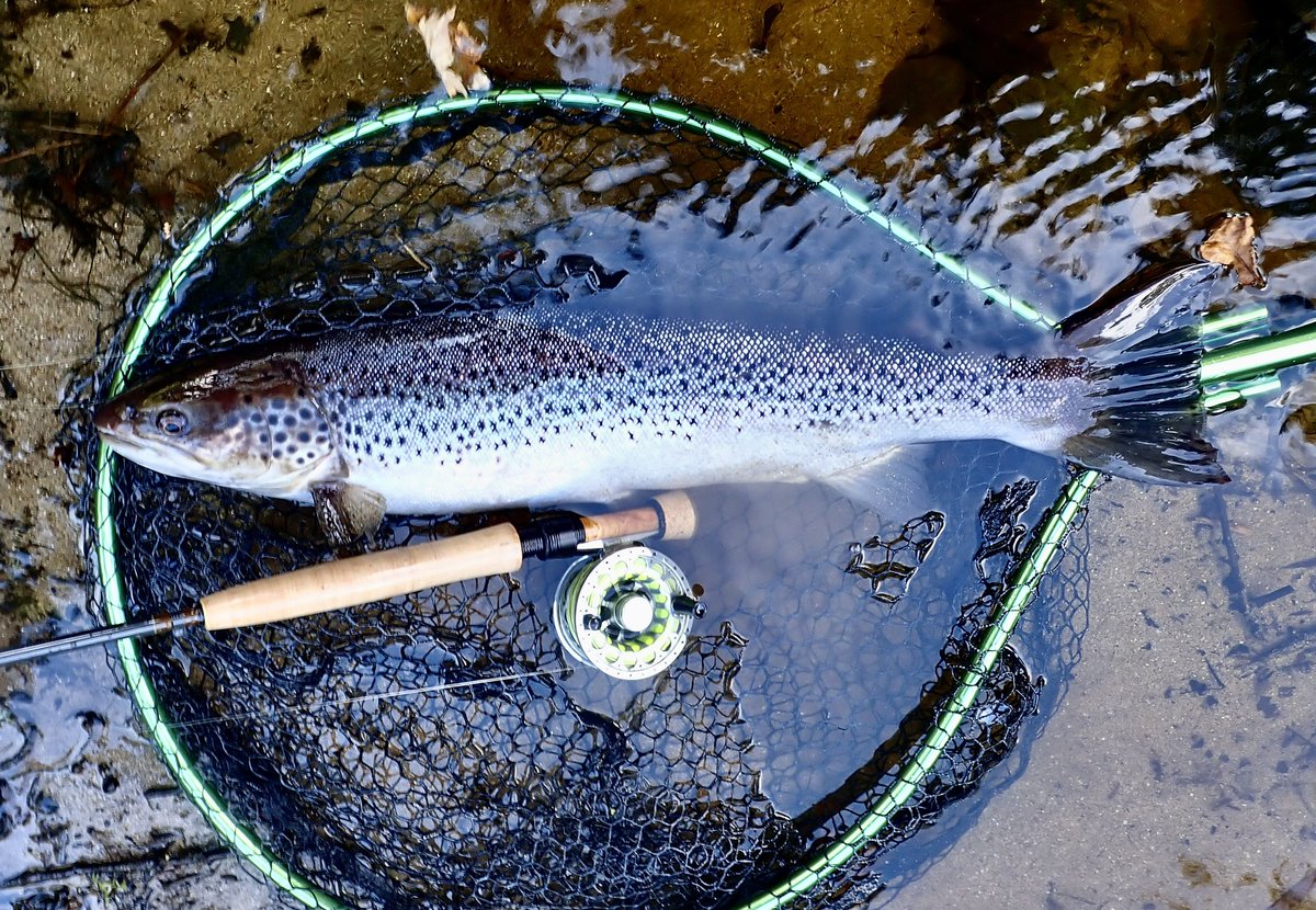 yodatheangler's tweet photo. Ending the Seatrout season on a high, caught this lump on a size 14 nymph, after a slight rise in the river, as always the #3wt 10’  @TandTFlyFishing rod behaved impressively… 

#Thomasandthomas #alternativetackle https://t.co/OjkSxHeLQE