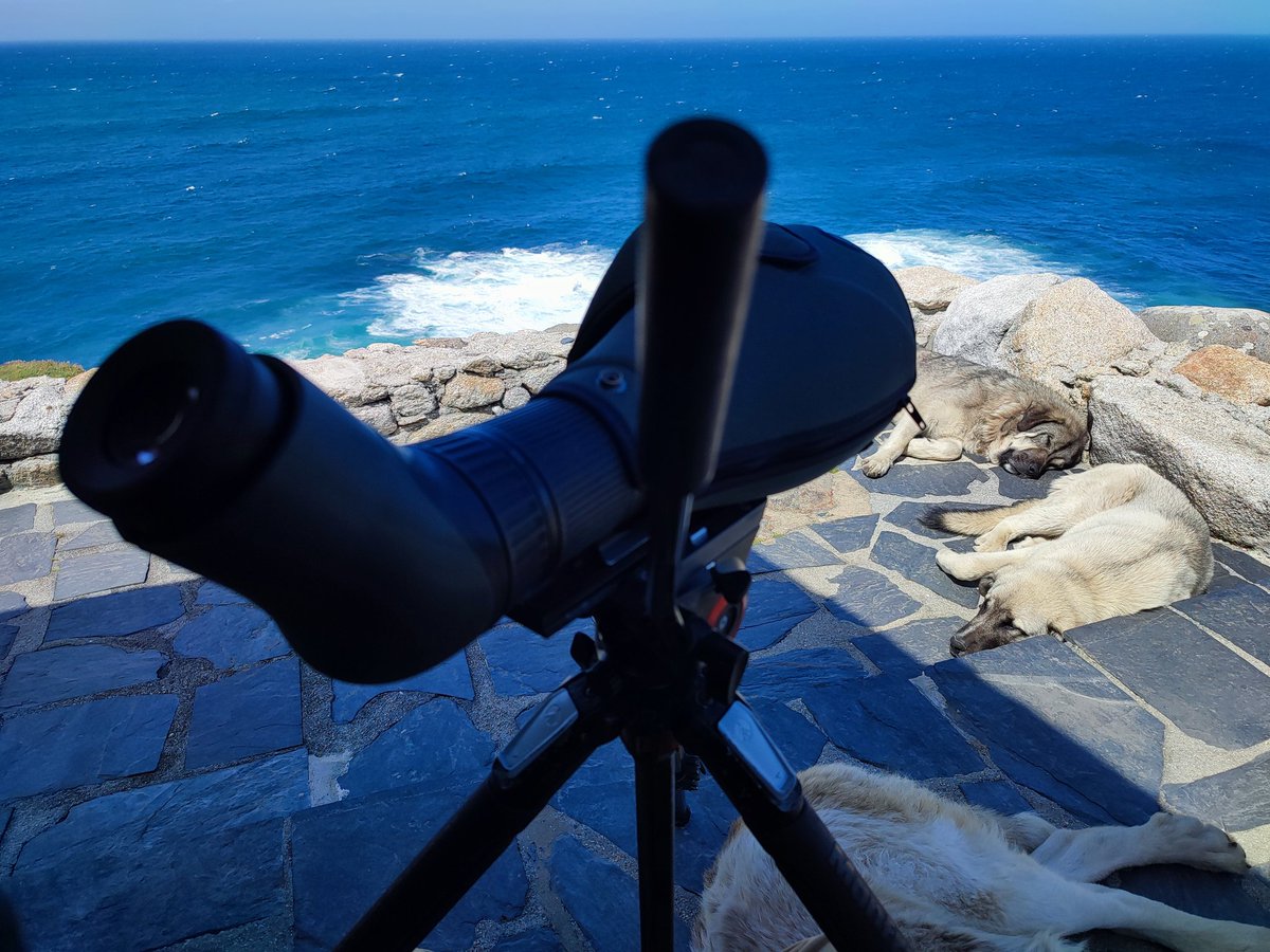 Ayer en Estaca de Bares ->
26.566 pardelas pichonetas 
3.503 sombrías 
1.981 cenicientas 
642 capirotadas 
530 págalos pomarinos 
226 parásitos 
87 págalos grandes 
20 págalos polares
19 skupols (págalos grande/polar)
4 paíños de Leach
17 gaviotas de Sabine
1 Pterodroma 
Etc!