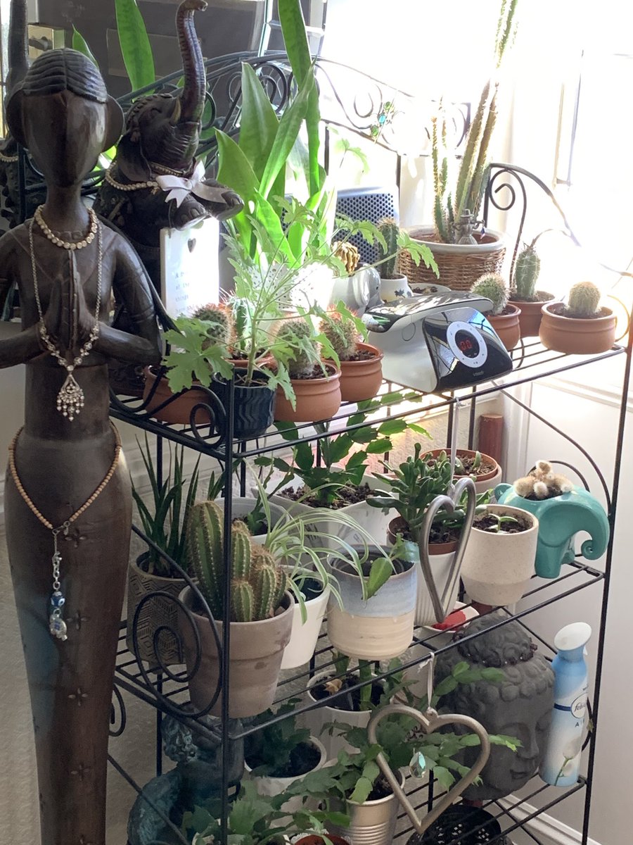 FMLdizzyAF's tweet image. I’m also a houseplants lover #GardenersWorld