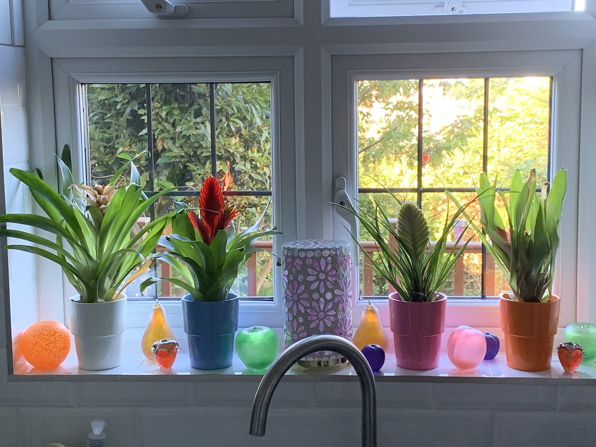FMLdizzyAF's tweet image. I’m also a houseplants lover #GardenersWorld