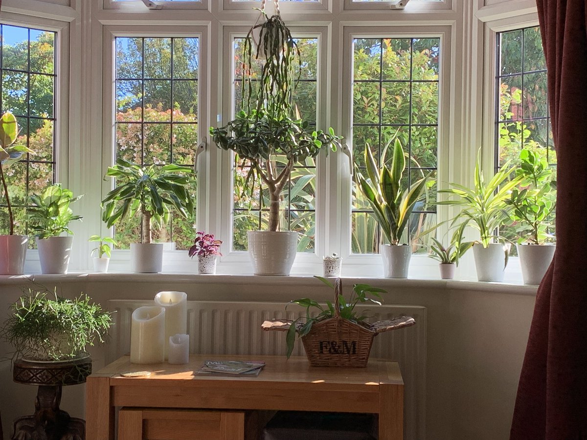 FMLdizzyAF's tweet image. I’m also a houseplants lover #GardenersWorld