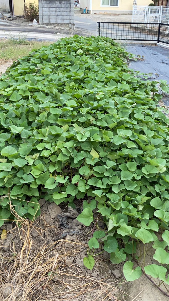 H280831's tweet photo. 今年は余り豊作ではないです！
友達を呼んでさつま芋の収穫をしました。
1週間くらいの天日干しで大丈夫かな？ https://t.co/rqhVWE6KAb