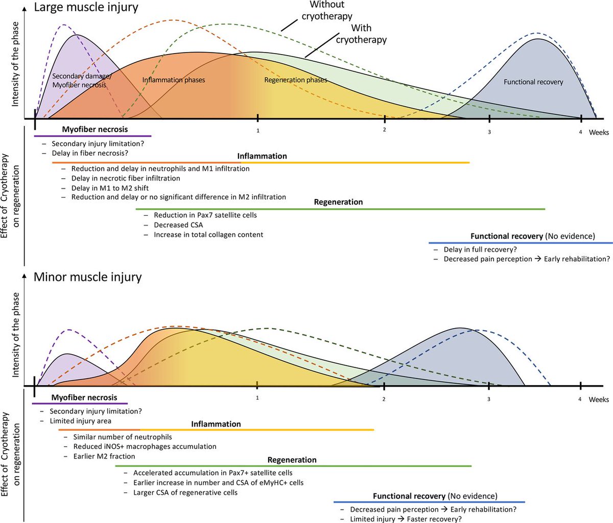 British Journal of Sports Medicine (BJSM) tweet media