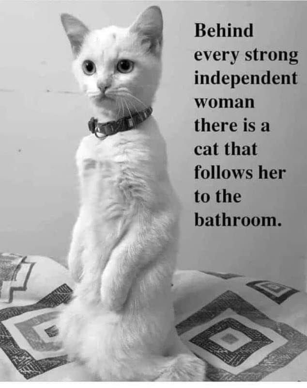 catsnkittys's tweet image. Ain&apos;t that the truth!

#cats