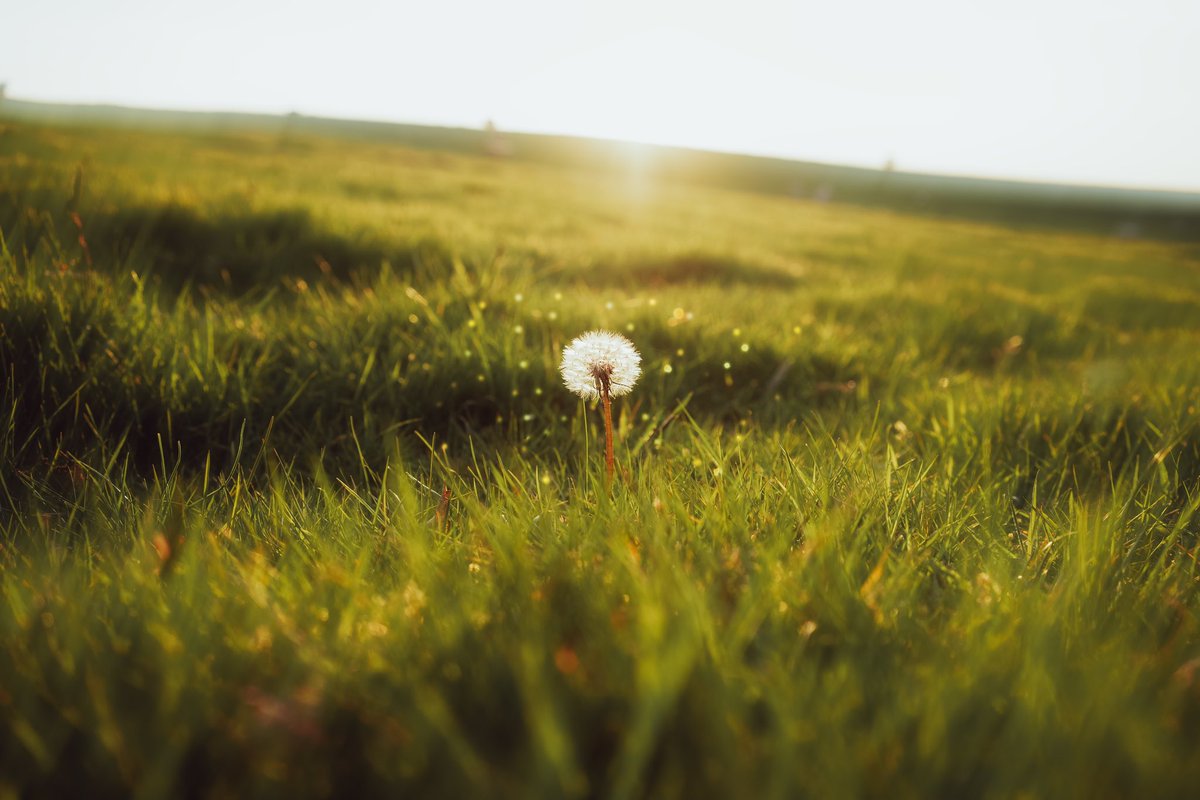 alexfelll's tweet photo. photos I took of nature https://t.co/4DJkOxXZBm