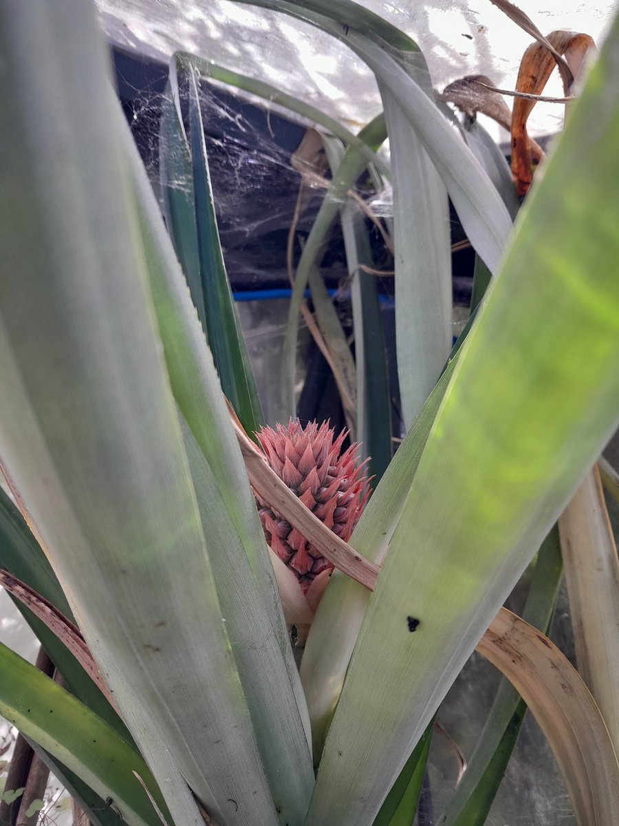 A first for us at Yoakley House,  3 Pineapples on our main plant.
I grow them as close as I can to old Victorian methods. 
Descriptions on the old Gardener's Assistant,  and watching Harry Dodson on the The Victorian Kitchen Garden, in total these three bring our total to 14.