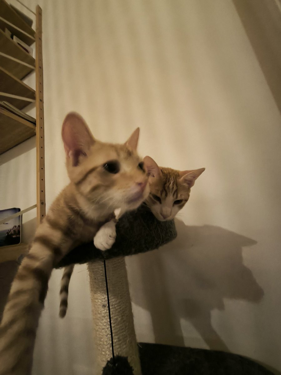 tatone escobar tweet media