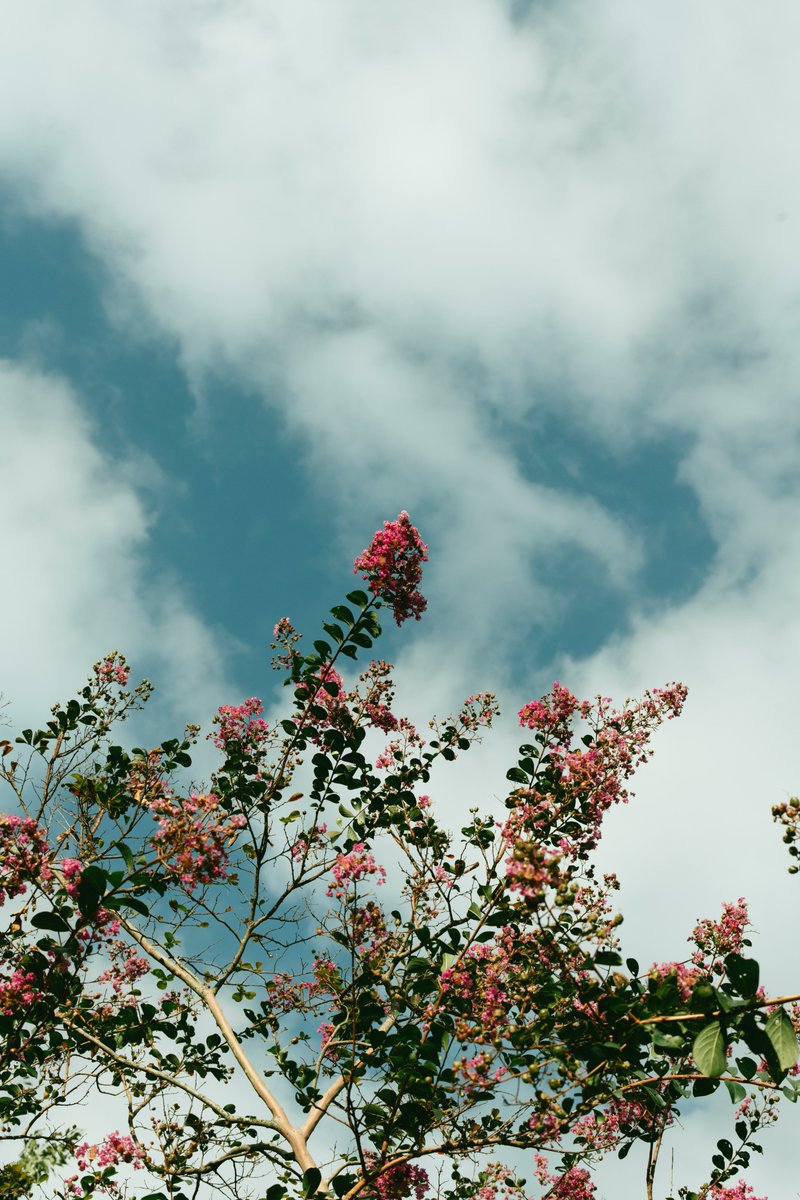 アキモト tweet media