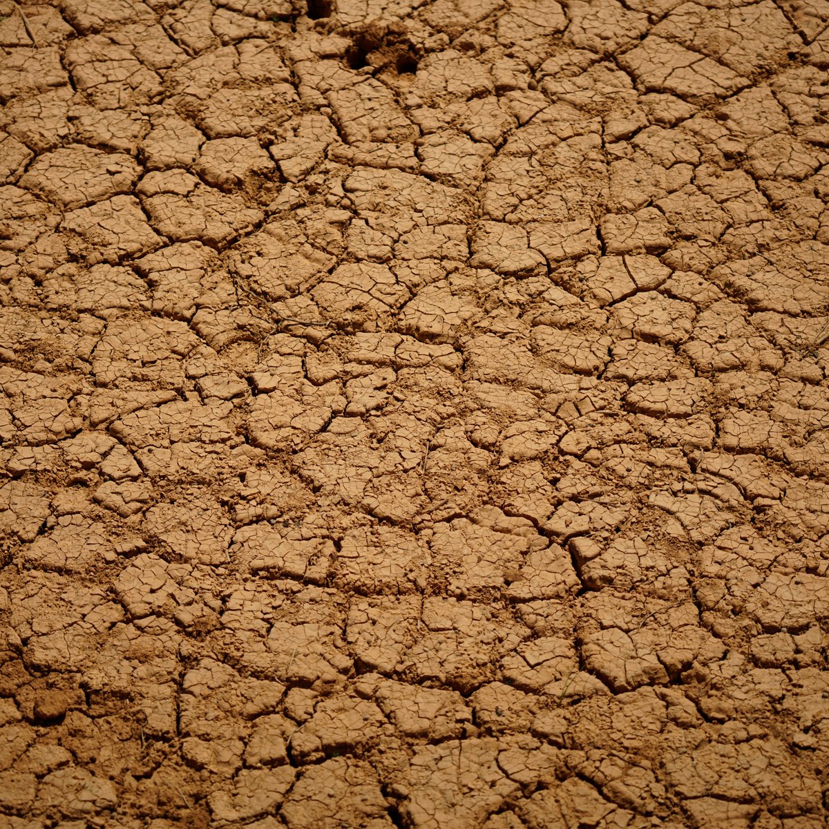 NEWS📣: Millions in #Somalia face worsening #Hunger as #LaNiña brings below-average rainfall, threatening to reverse #foodsecurity gains.

Timely investment in #AnticipatoryAction is key to averting a worsening humanitarian crisis as #drought  looms.

👉fao.org/somalia/news/d…