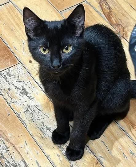 CAT1977_Leeds's tweet photo. Mini panther Moon is looking for his forever home 🐈‍⬛❤️

He’s 6 months old and is a sweet boy. Moon can be a bit shy at first, but loves to play and will soon learn to love and trust

He can be rehomed on his own or with Atlas 

Please get in touch if you would like to meet Moon https://t.co/fXE9i4wfbc