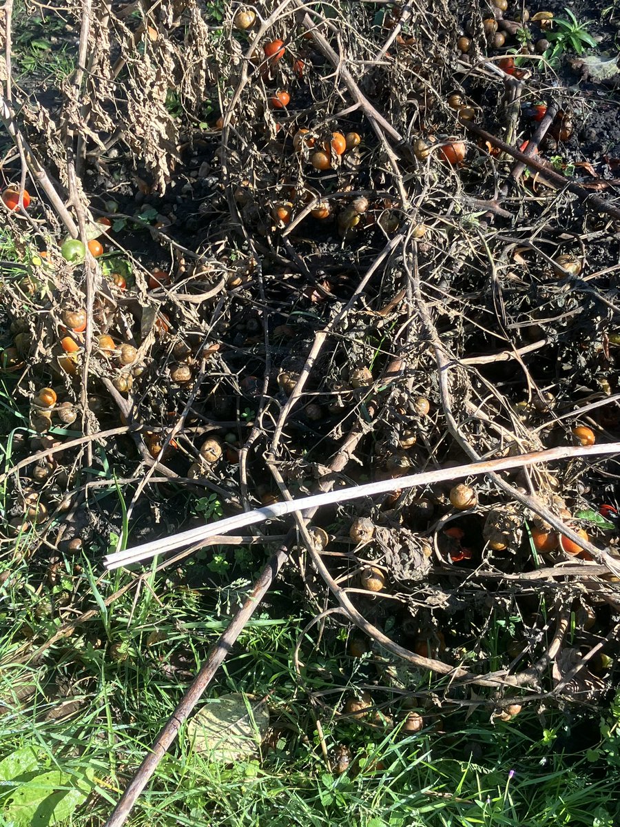 Conrad Hall tweet media