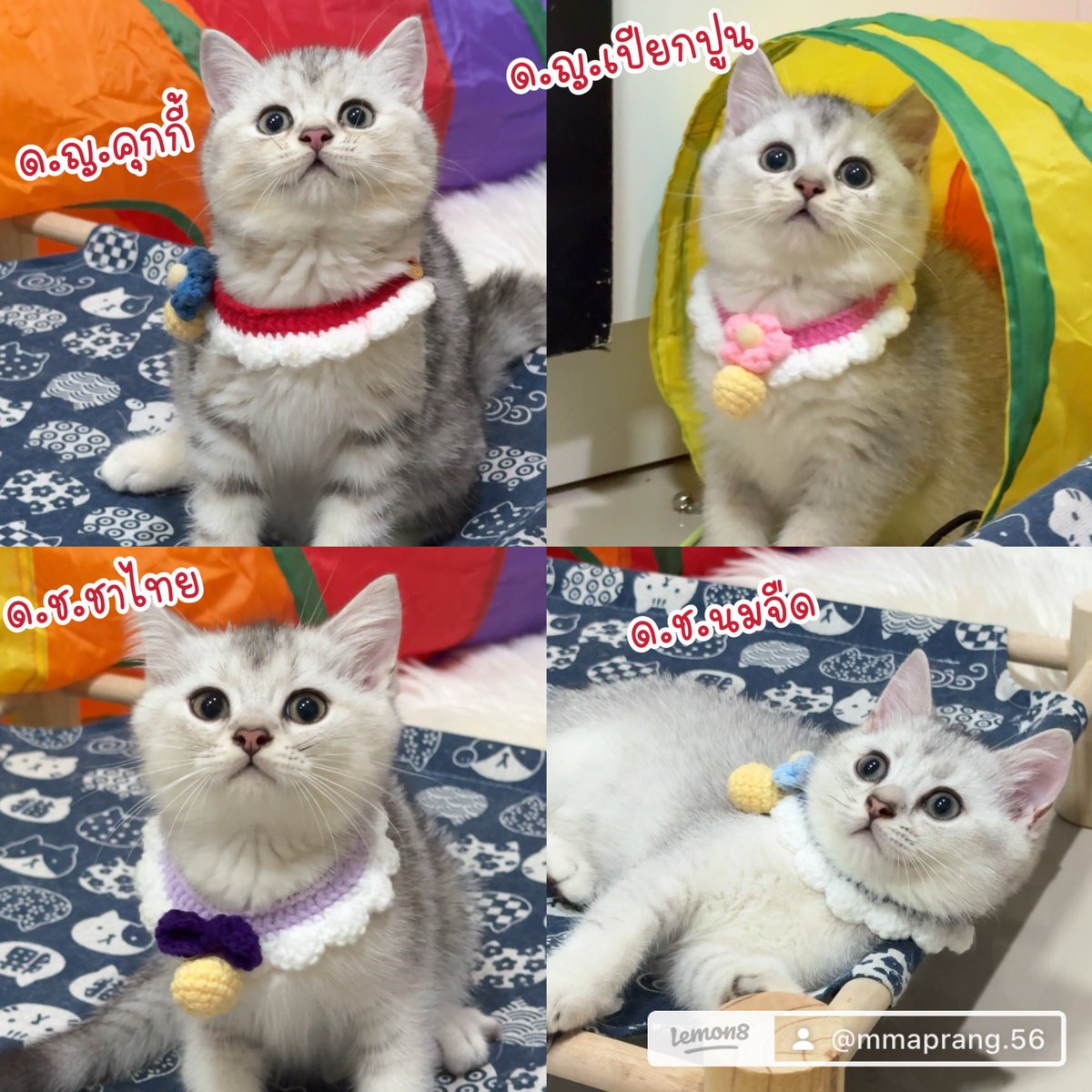 catsugar004's tweet photo. แมวหาบ้าน น้องๆอยู่ขอนแก่นนะคะ จังหวัดอื่นไปส่งได้ค่ะ

#แมว #แมวหาบ้าน #บริติชช็อตแฮร์ #สก็อตติชโฟลด์ #Beckysangels #besevboom #Hamster_Kombat #Helene #Israel #Jungkook #JUNGKOOK_IAMSTILL https://t.co/yqZCo0xJvM