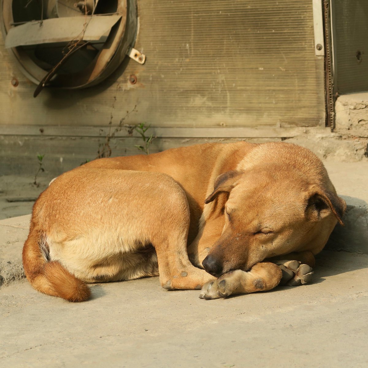 Arbetet mot rabies pågår varje dag runt om i världen och idag, på Världsrabiesdagen, uppmärksammas det. Årets tema fokuserar på att bryta barriärer som förhindrar effektiv bekämpning av rabies – både geografiska och socioekonomiska.

Läs mer: sva.se/aktuellt/nyhet…