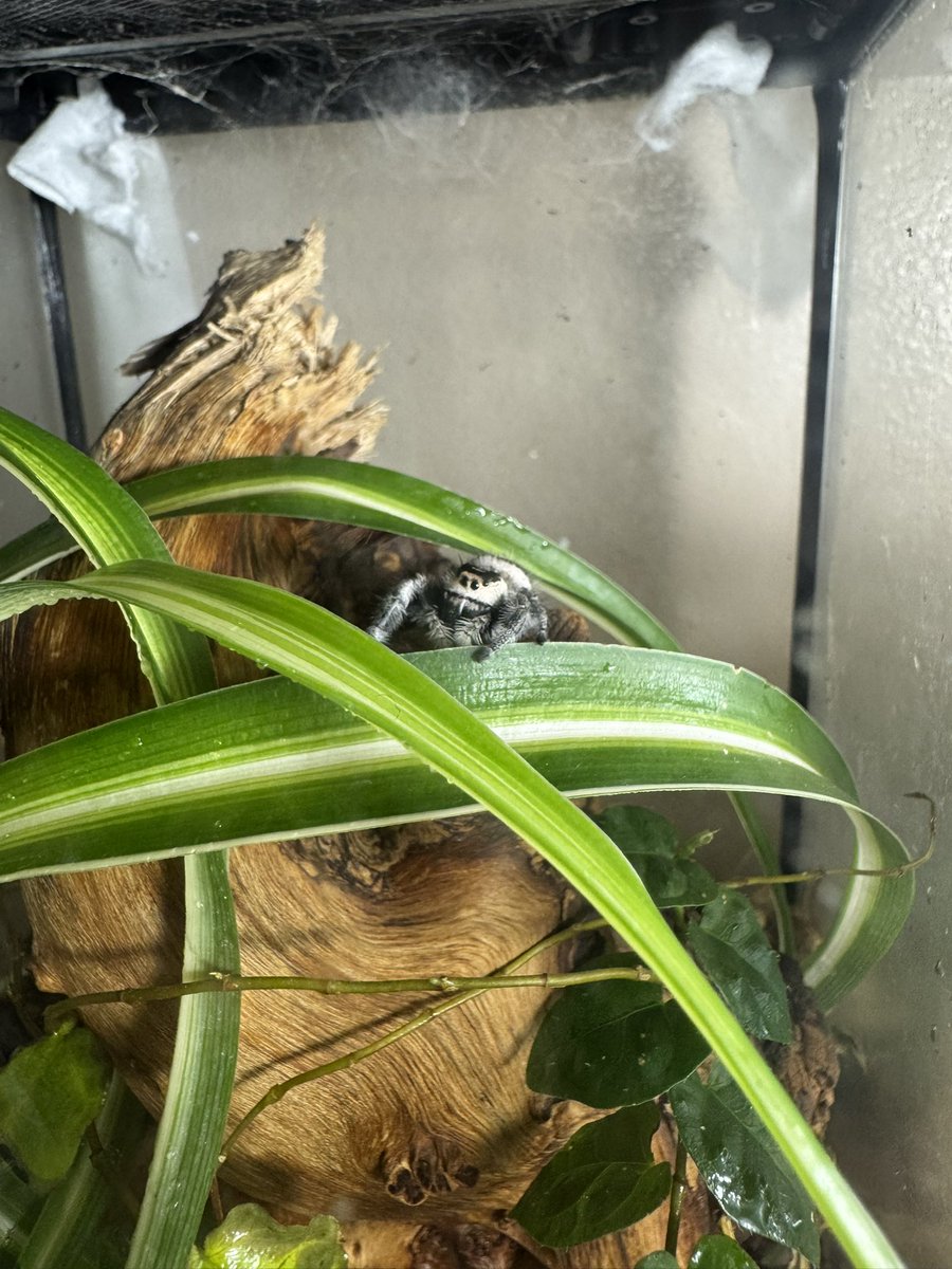 BaneBeetle tweet media