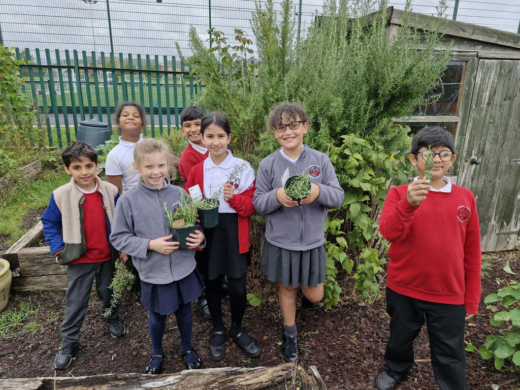 Emma5Hills's tweet photo. Cherry Seeds braved the wet weather to clear a few more beds & pick lots of rosemary to flavour our food @CTS_Watford @WatfordSaAllot @headcherrytree @RHSSchools #CTScience https://t.co/WWm9tbIWYK
