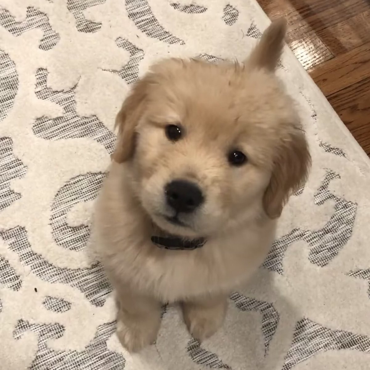takemybear 🐶 tweet media