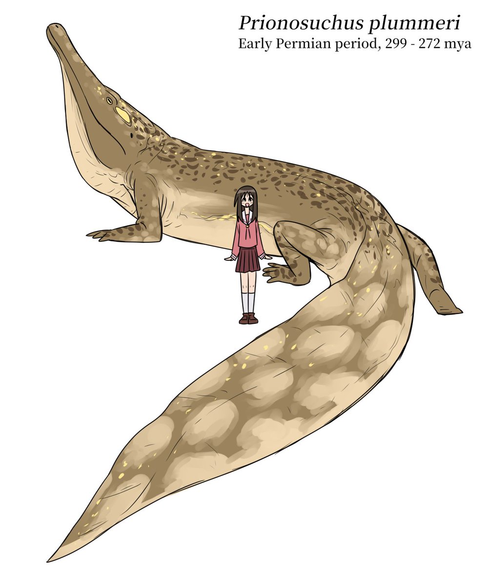 Prionosuchus plummeri - a very large crocodile-like temnospondyl