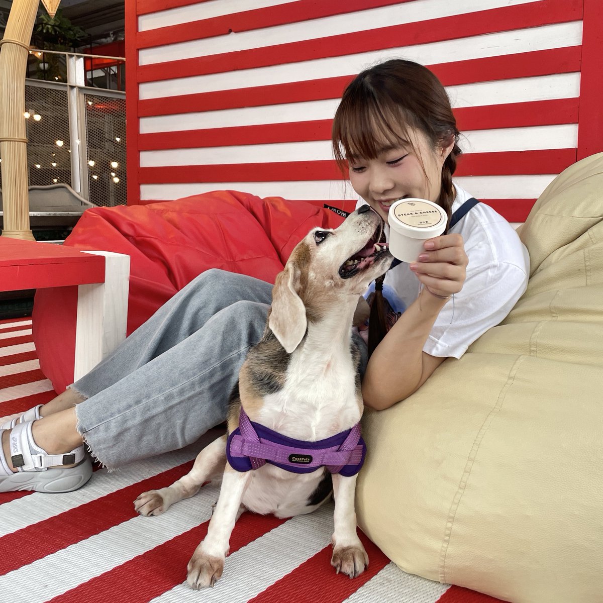 kanoksaiii's tweet photo. ทิมมี่ชอบมากกกกกก หมดถ้วยในพริบตา made by: BONE AND RAW 🐶🍨✨
More pic 👉🏻 https://t.co/RcbueTX6ty
#ksaibuddy
#TheStandardResidencesHuaHin #Sansiri
#beaglelife #beaglethailand #beagles #beagle #beaglesofinstagram #beagleworld #beaglepuppy https://t.co/LR1JSKF7ZA