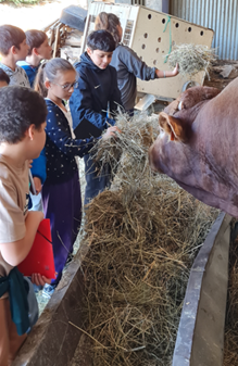 Visite d'une ferme pédagogique en bio. Découverte des métiers de l'agriculture, de la ferme et des animaux pour de nombreux citadins. Apporter du soin aux animaux, comprendre l'alimentation et faire du lien Ville campagne. Merci M et Mme Lalleuf.