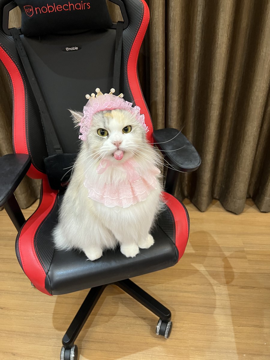 ubel_bluebell's tweet image. THREAD
Supermeowdel Ubel😎✨
Silahkan save foto-foto ini untuk dipandangi sebelum tidur xixixi🤭🤭