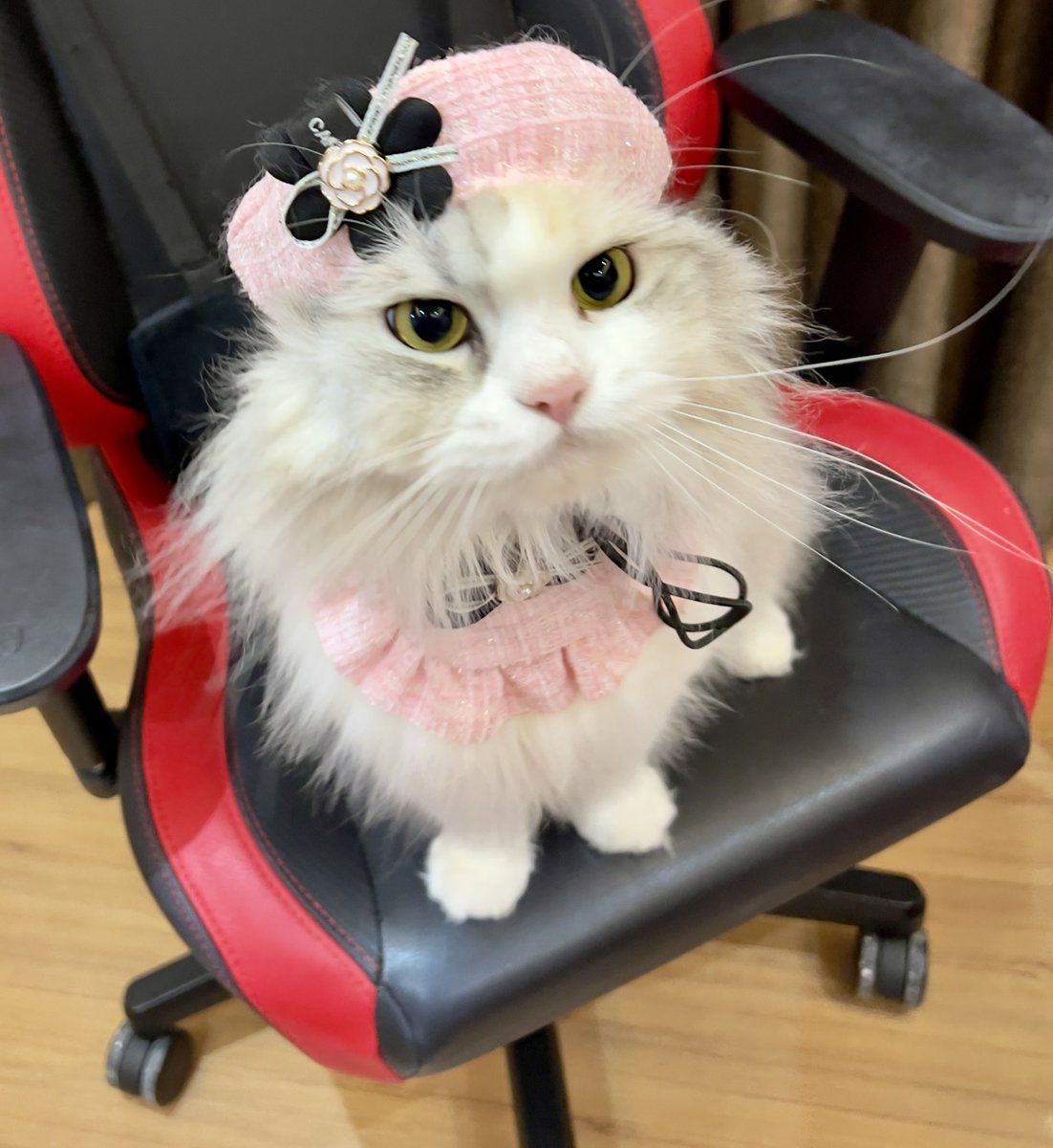 ubel_bluebell's tweet image. THREAD
Supermeowdel Ubel😎✨
Silahkan save foto-foto ini untuk dipandangi sebelum tidur xixixi🤭🤭