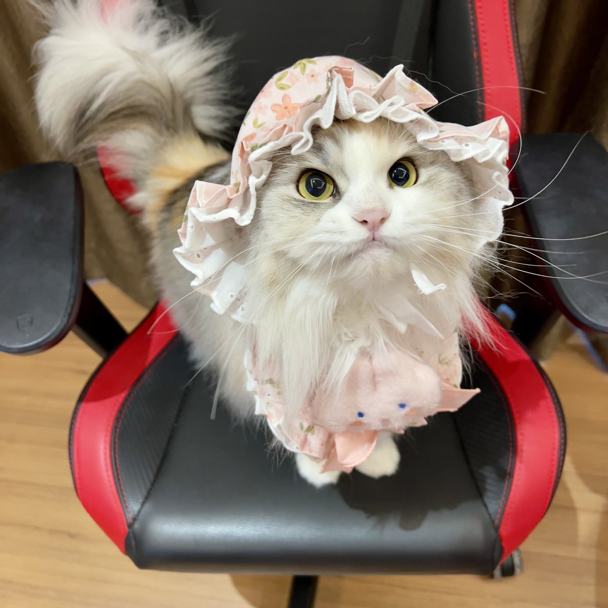 ubel_bluebell's tweet image. THREAD
Supermeowdel Ubel😎✨
Silahkan save foto-foto ini untuk dipandangi sebelum tidur xixixi🤭🤭