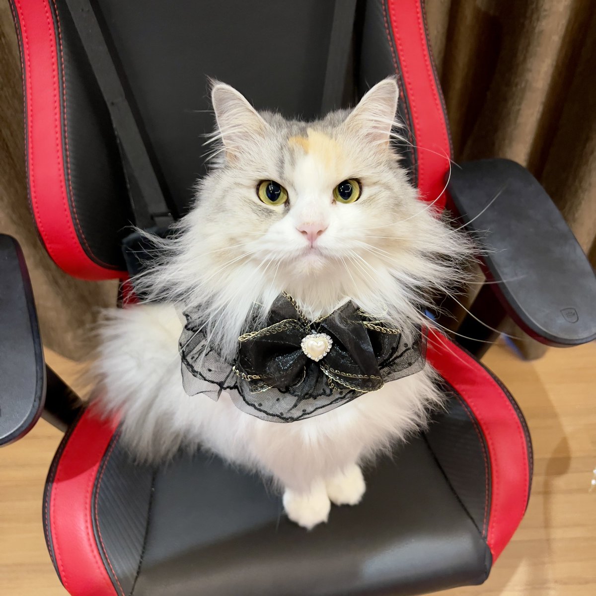 ubel_bluebell's tweet image. THREAD
Supermeowdel Ubel😎✨
Silahkan save foto-foto ini untuk dipandangi sebelum tidur xixixi🤭🤭
