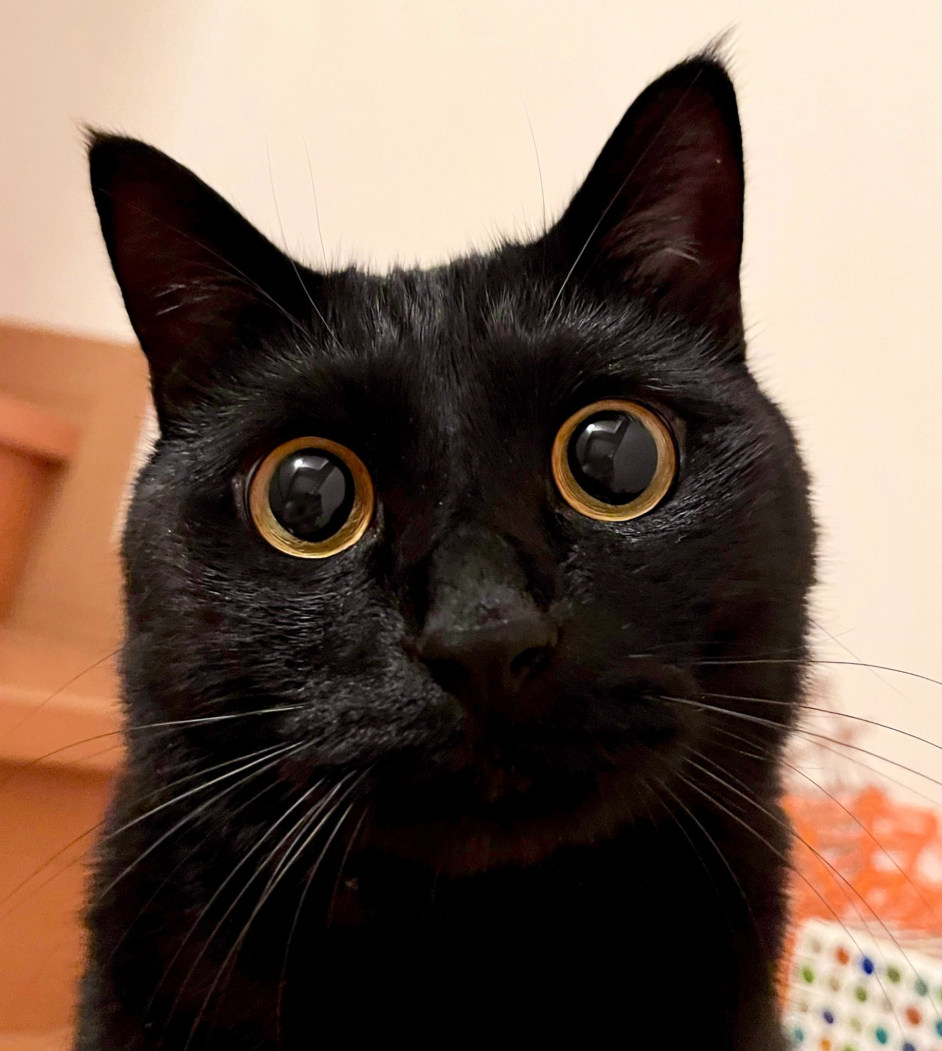 ハーイ❤️さま専用です まんまるお目の黒ねこさん 猫ぬいぐるみ 黒猫 まんまる目の黒猫ぬいぐるみ 黒色|猫