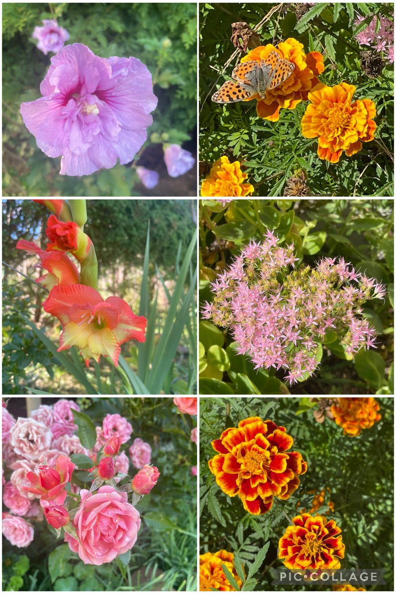 Autumn edition of #SixOnSaturday with hibiscus, French marigolds, gladioli, sedum and pink roses