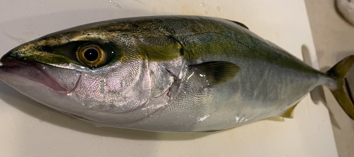 本日の釣果...

サワラ祭りの中、私はイナダ‼️

また東京湾サワラ戦リペンジします🚤💨