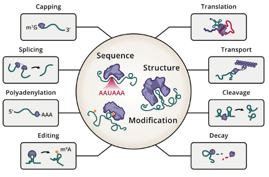 ClaudiaKutter's tweet photo. Pleased to see our review "The regulatory landscape of interacting RNA and protein pools in cellular homeostasis and cancer" published https://t.co/weUiCRdsY9 https://t.co/Y8836ci0aX