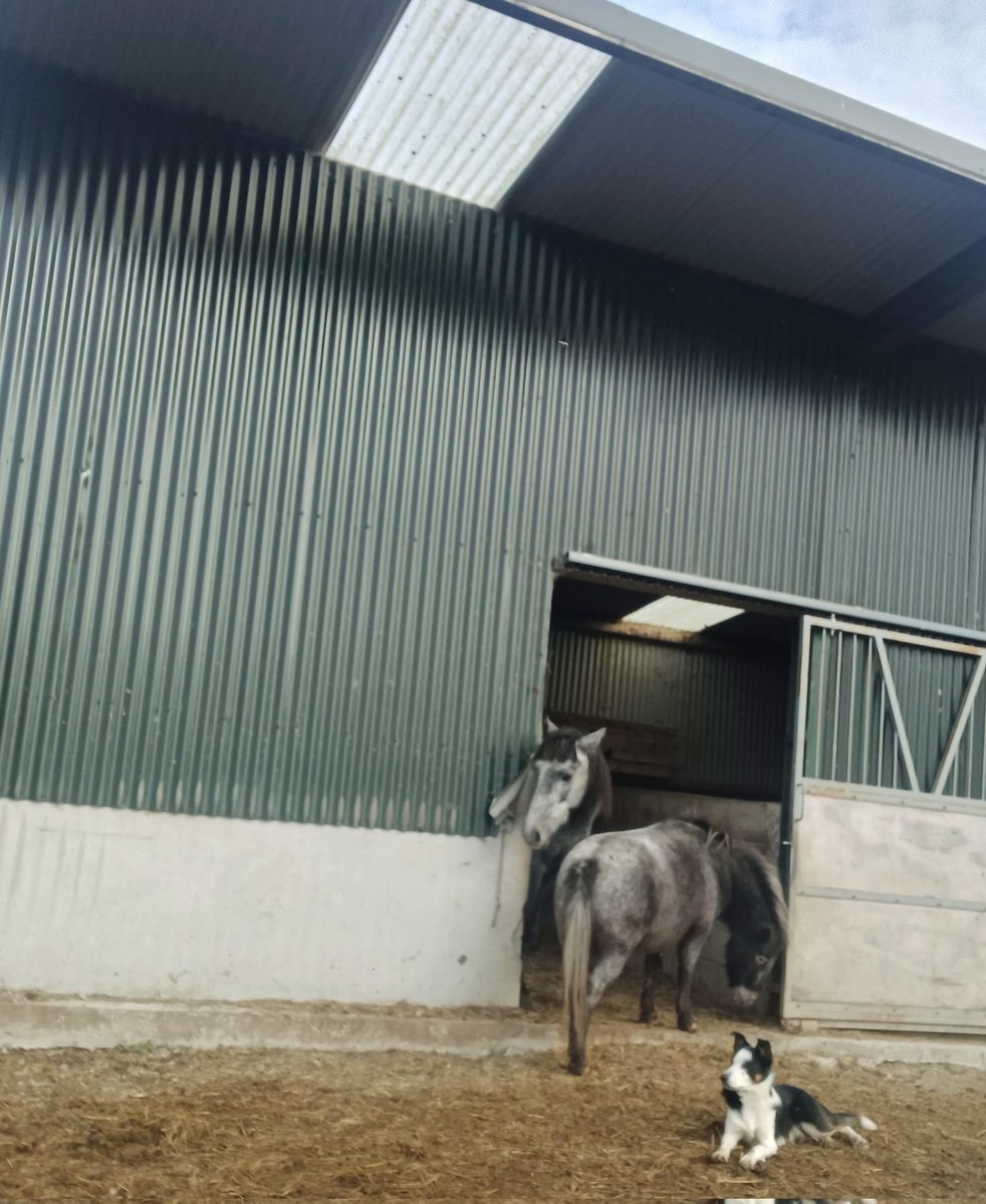 catlowry54's tweet photo. Sometimes the horses get stuck when #Daisy who is blind has to work out things. Her herd are her guide & they never leave her on her own #lessonsfromanimals https://t.co/qBWVS2NzJr