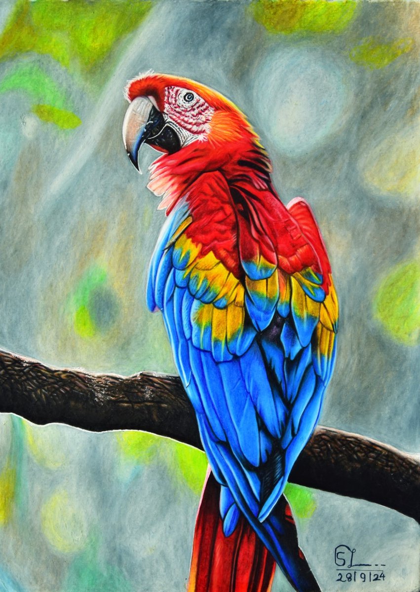Macaw Color Pencil Art 🦜🦜❤️