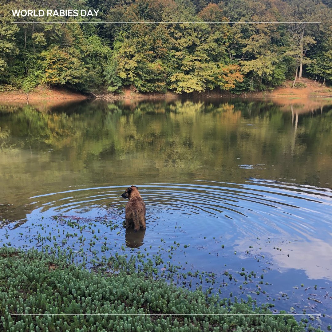 WOAH's tweet photo. With help from WOAH’s vaccine bank, Guinea has taken a significant step toward eliminating rabies with its first-ever nationwide dog vaccination campaign. Through collaborative initiatives, the country is on a mission to eliminate the spread of dog-mediated rabies by 2030.