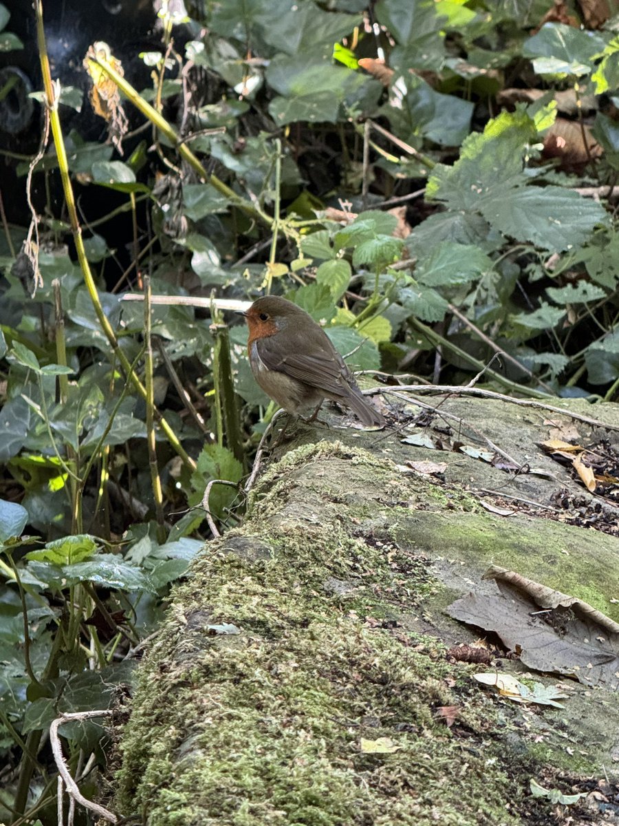 Balsam 🪷 tweet media