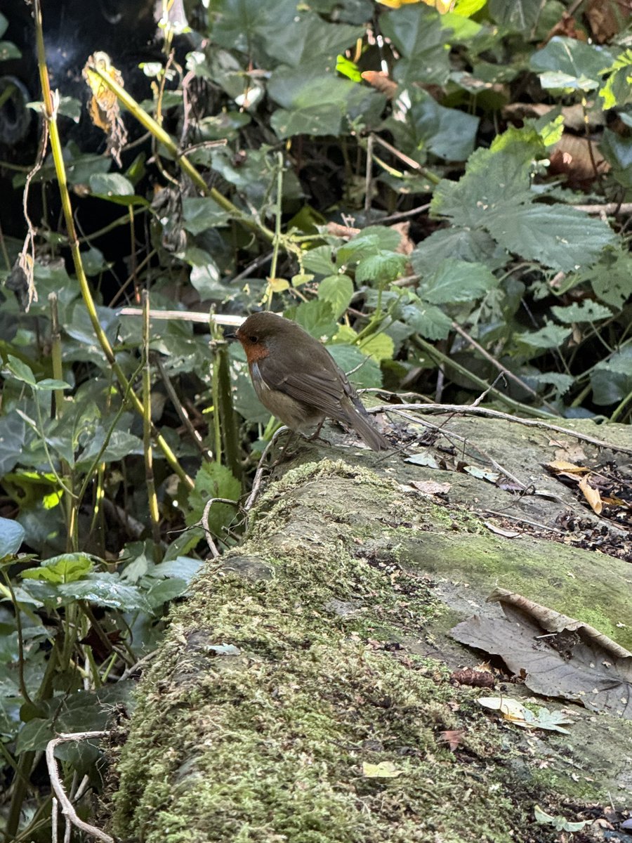 Balsam 🪷 tweet media