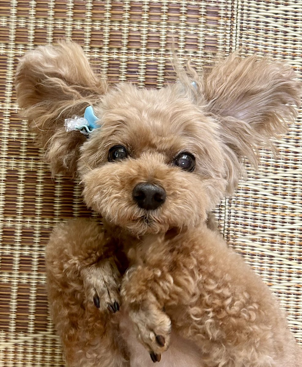 茶子がいる日々（トイプードル🐾ちゃこ） tweet media