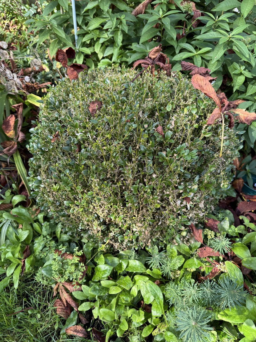 The time has come I think to replace my box balls 🐛 any recommendations for replacements please? #GardeningX #gardeningtwitter