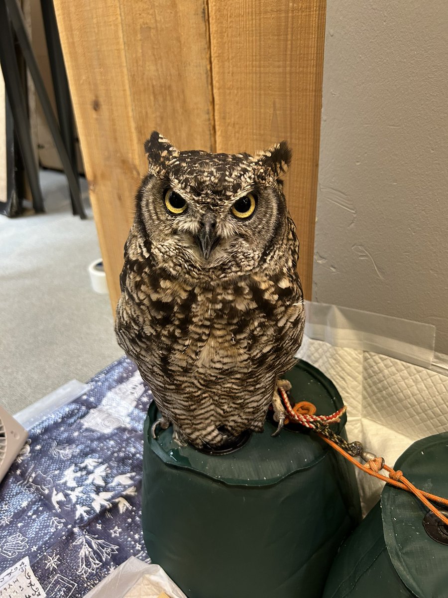 本屋　猫頭鷹(ふくろう)店長つくも君に会いに「きたっ」へ。棚がお隣になり、ふくろう好きのmagic hour店長もふくろうの本を並べてきました。
#ローカルブックストアkita.