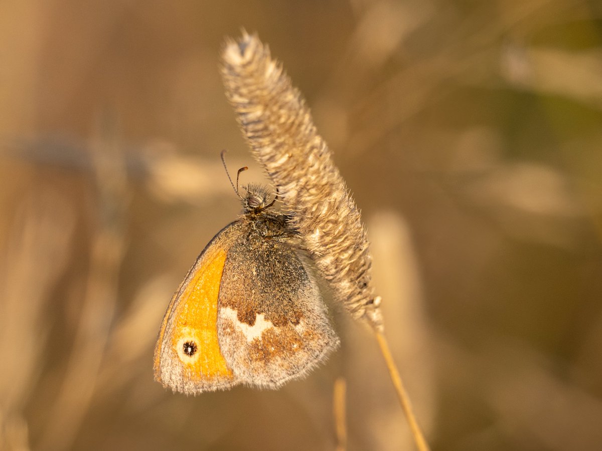 naectegale's tweet image. #dPSWeeklyChallenge #dPSTinyThings